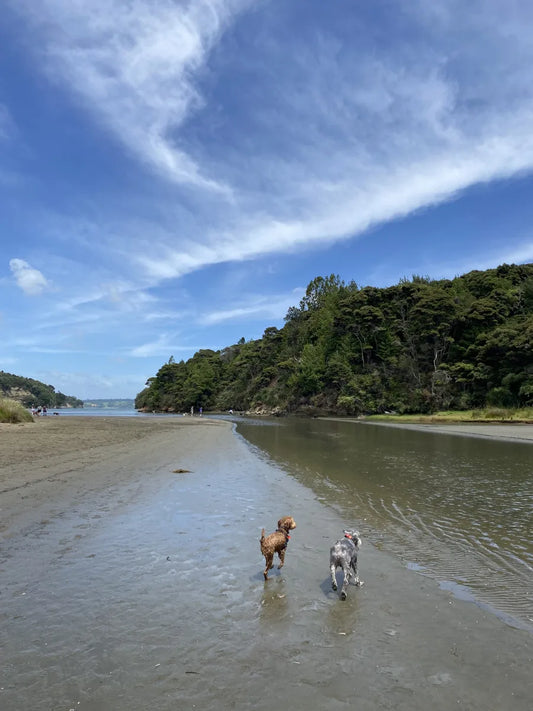 9 dog parks to go to with your best friend in Auckland