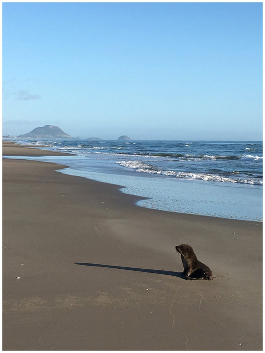 seal at papamoa