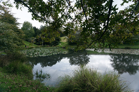 Brick Bay Vineyard and Sculpture Trail