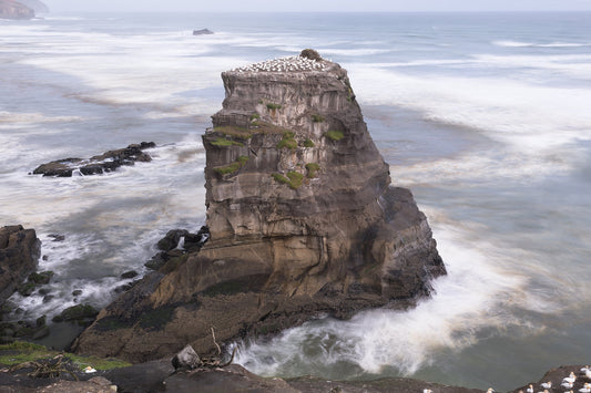 Gannet Colony Muriwai