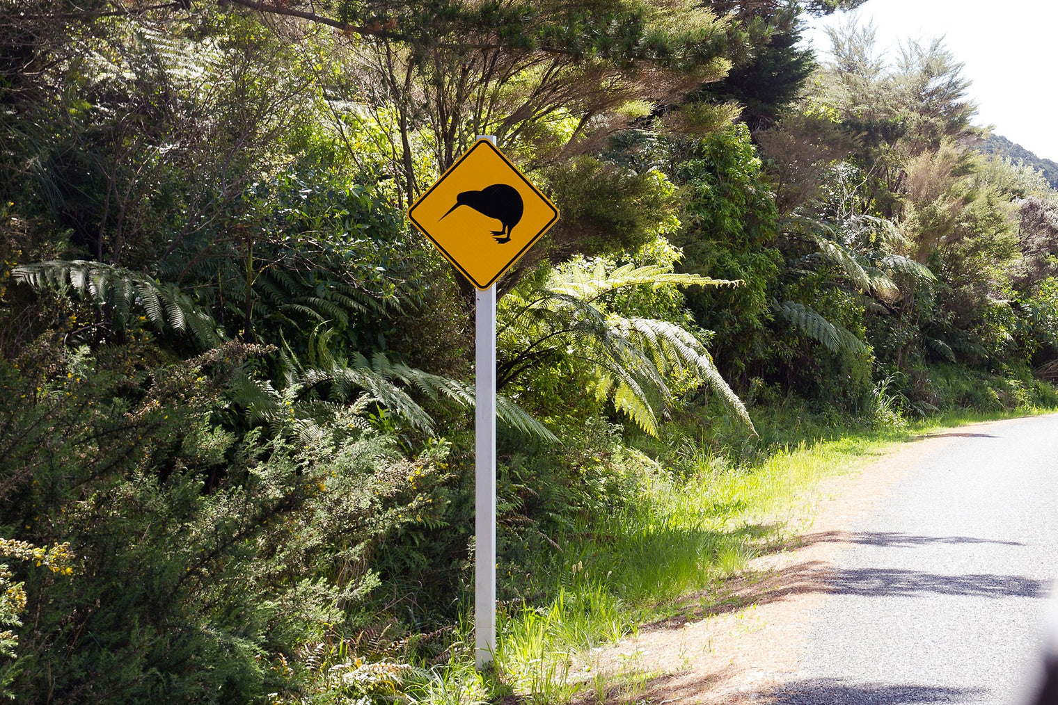 Kiwi sign on side of the road