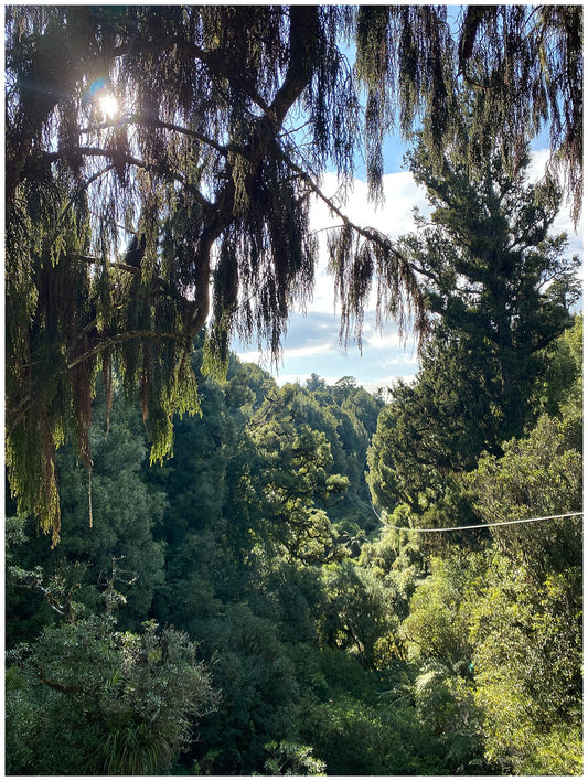 Rotorua Canopy Tour