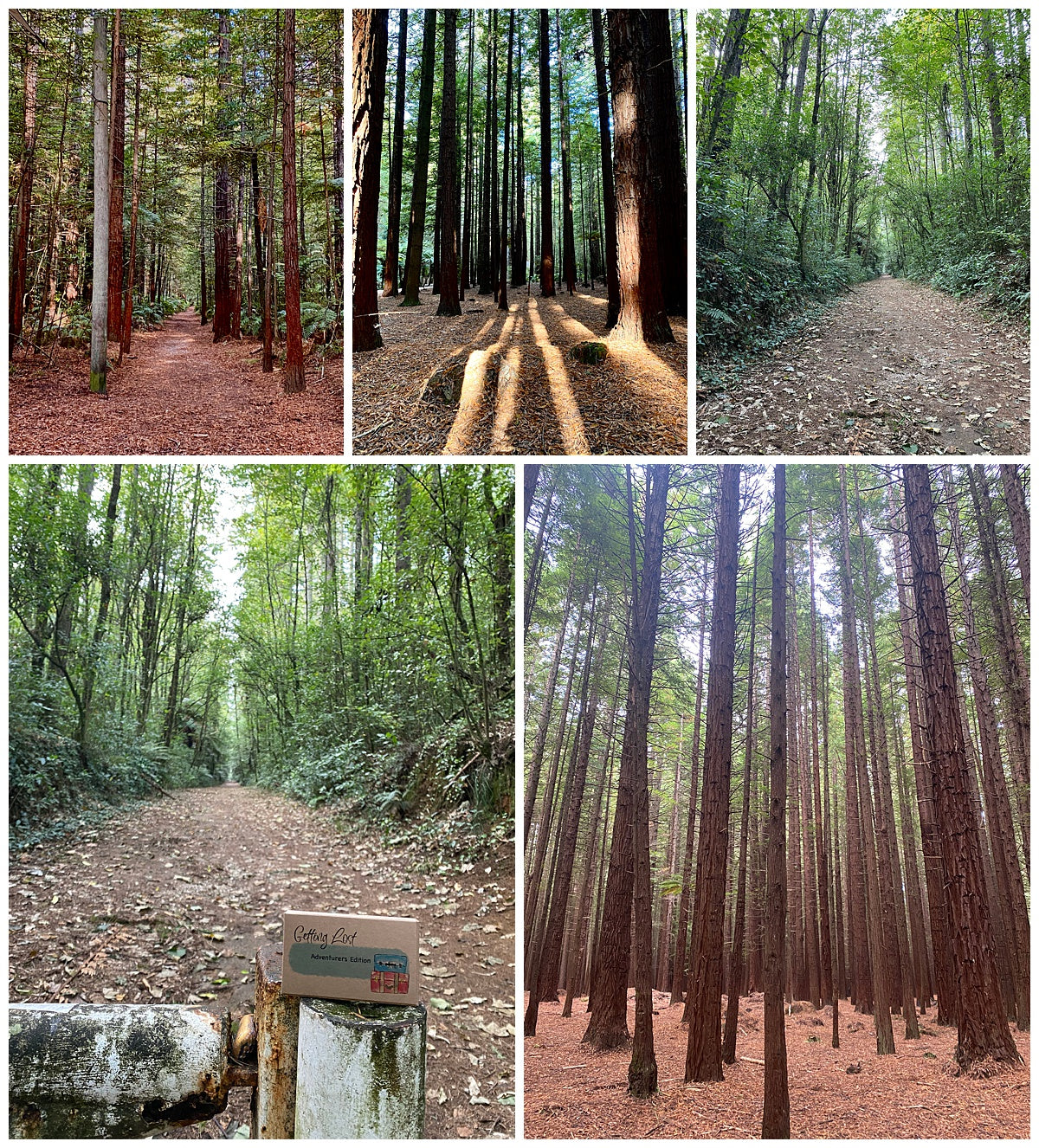Getting Lost Game Redwood Forest